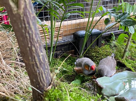 珍珠鳥幼鳥|珍珠鳥介紹，養殖技巧，以及區分公母，更生態養殖。。